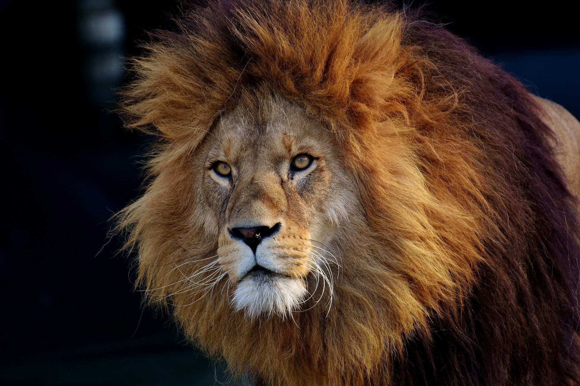 Το λιοντάρι τρόμαξε τον κυρ Θωμά (εικόνα pixabay)