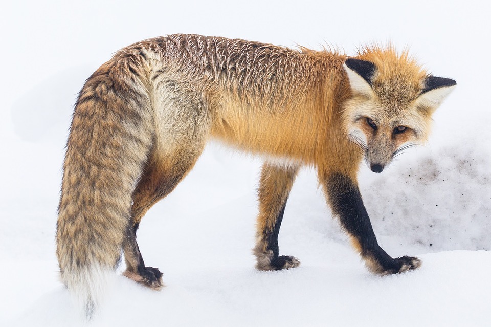 H αλεπού με κατεβασμένη ουρά (Εικονα Pixabay)