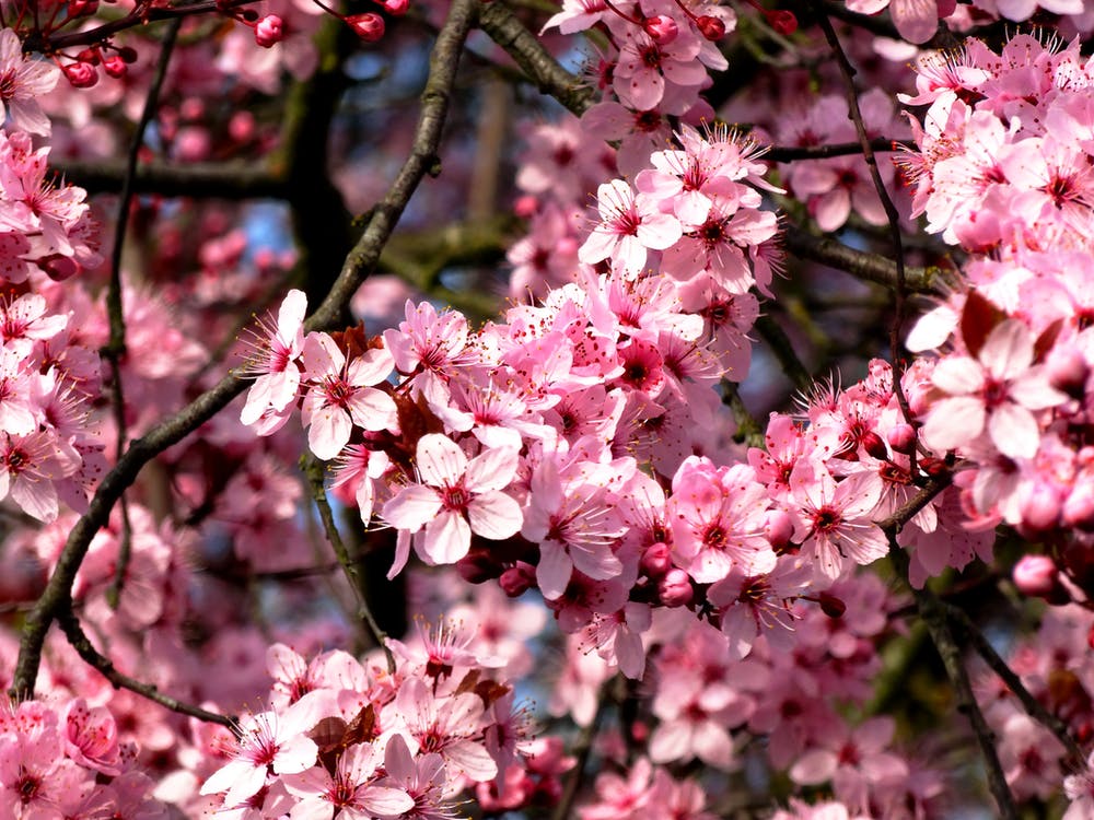 Τα άνθη της Αμυγδαλιάς (εικόνα: Pixabay)