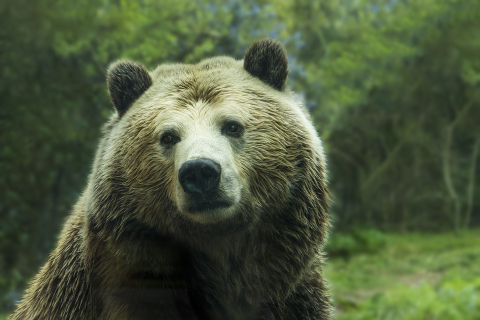 H αρκούδα ζητάει συγνώμη από τα πουλάκια (Εικονα Pixabay)