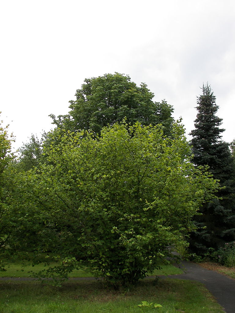 Δέντρο Φουντουκιάς (Πηγή: Wikipedia)