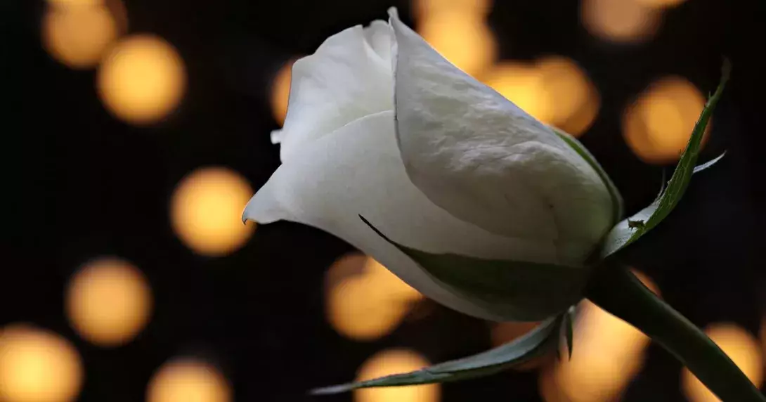 Η Πριγκίπισσα Σταλαχτίτα Και Το Μαγικό Λουλούδι, της Σοφίας Κουμαριανού