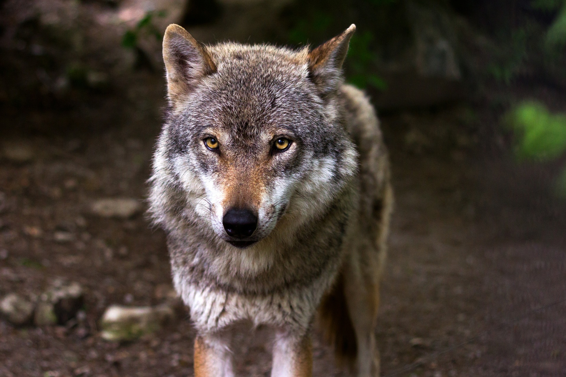 Ο λύκος έμαθε το μάθημά του (εικόνα Pixabay)